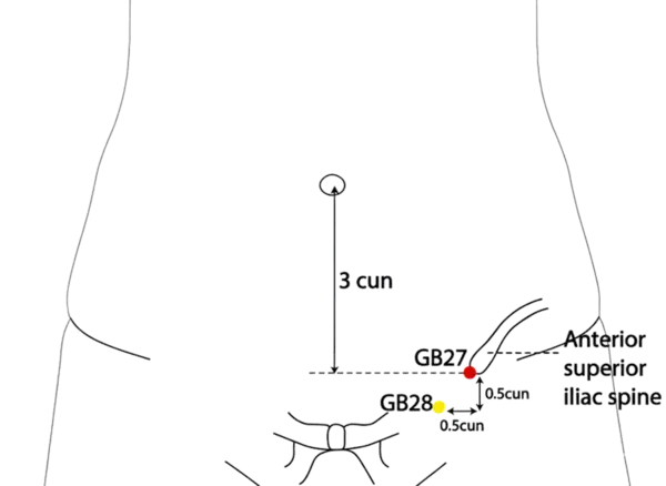 GB-27 - Five Pivots Acupoint Location illustration for On the lower abdomen, anterior to the iliac crest, level with the pubic symphysis.