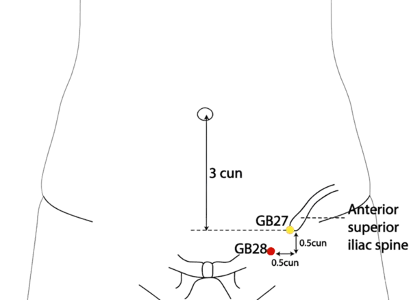 GB-28 - Meeting of the Sinews Acupoint Location illustration for On the lower abdomen, slightly anterior and inferior to GB-27.