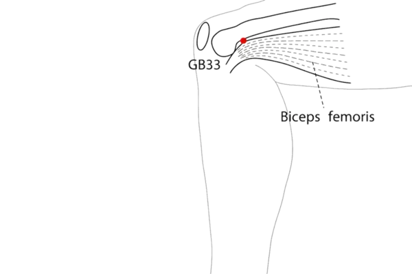 GB-33 - Knee Yang Gate Acupoint Location illustration for On the lateral side of the knee, superior to the joint line.
