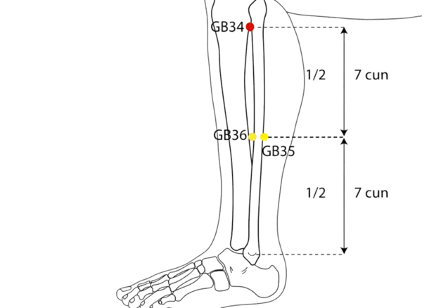 GB-34 - Yang Mound Spring Acupoint Location illustration for On the lateral lower leg, just below the fibular head.