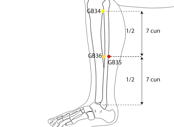GB-35 - Yang Intersection Acupoint Location illustration for On the lateral lower leg, posterior to the fibula, level with GB-36.