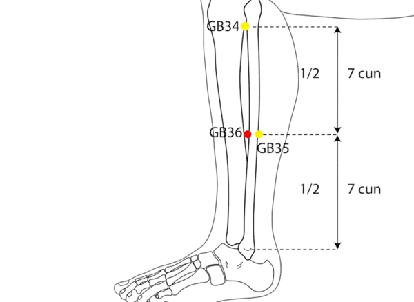 GB-36 - Outer Mound Acupoint Location illustration for On the lateral lower leg, anterior to the fibula, level with GB-35.