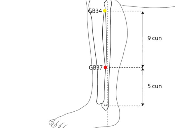 GB-37 - Bright Light Acupoint Location illustration for On the lateral lower leg, anterior to the fibula, midway between GB-36 and GB-38.