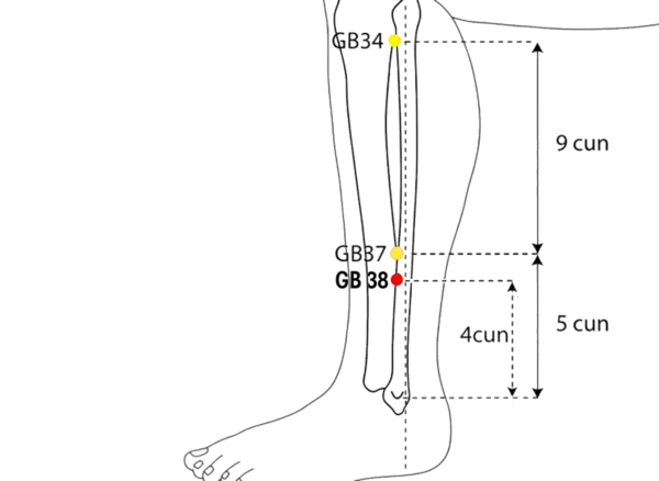 GB-38 - Yang Assistance Acupoint Location illustration for On the lateral lower leg, anterior to the fibula, between GB-37 and GB-39.
