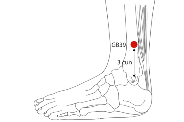 GB-39 - Suspended Bell Acupoint Location illustration for On the lateral lower leg, anterior to the fibula, above the lateral malleolus.