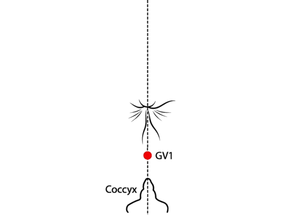 GV-1 - Long Strong Acupoint Location illustration for Located in the perineal region, on the midline, between the anus and the coccyx.