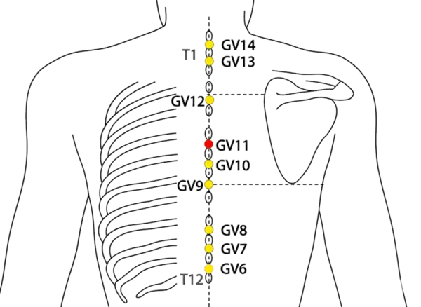 GV-11 - Spirit Path Acupoint Location illustration for On the posterior midline, in the depression below T5.