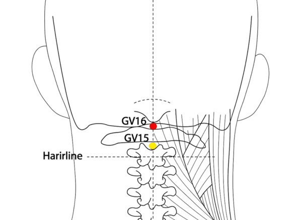 GV-16 - Palace of Wind Acupoint Location illustration for On the posterior midline, just inferior to the occipital bone.