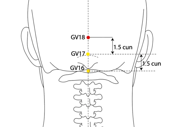 GV-18 - Unyielding Space Acupoint Location illustration for On the posterior midline, 1.5 cun superior to GV-17.