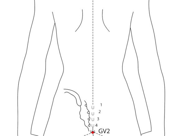 GV-2 - Lumbar Transporter Acupoint Location illustration for Located on the midline of the sacrum, in the sacral hiatus.