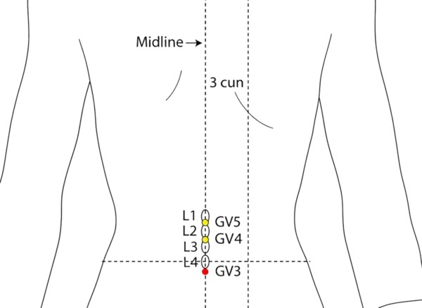 Location illustration for On the posterior midline, in the depression below L4.