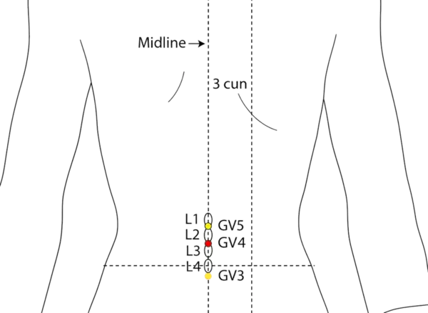 GV-4 - Life Gate Acupoint Location illustration for On the posterior midline, in the depression below L2.