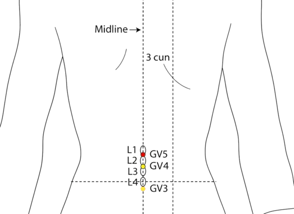 GV-5 - Suspended Pivot Acupoint Location illustration for On the posterior midline, in the depression below L1.