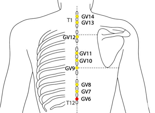 GV-6 - Spinal Center Acupoint Location illustration for On the posterior midline, in the depression below T11.