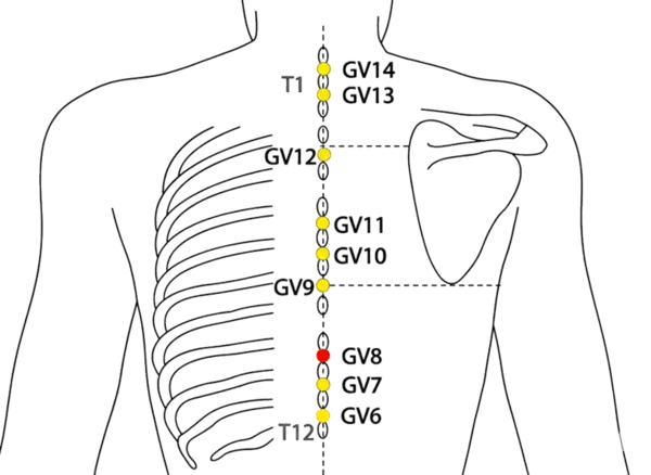 GV-8 - Sinew Contraction Acupoint Location illustration for On the posterior midline, in the depression below T9.