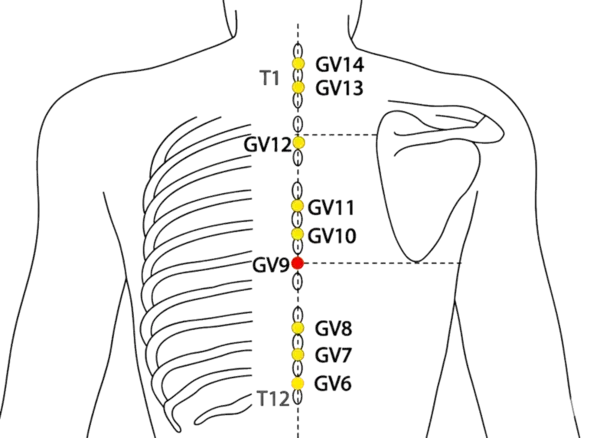 GV-9 - Extremity of Yang Acupoint Location illustration for On the posterior midline, in the depression below T7.