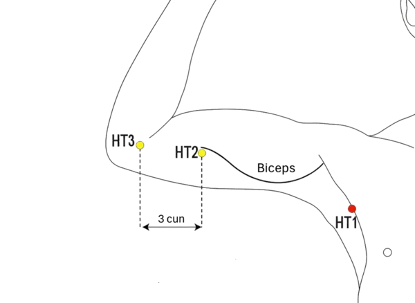Location illustration for In the center of the axilla, on the medial side of the axillary artery.