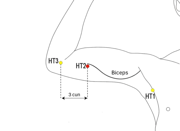 HT-2 - Cyan Spirit Acupoint Location illustration for 3 cun above the medial end of the transverse cubital crease, on the line connecting HT-1 and HT-3.