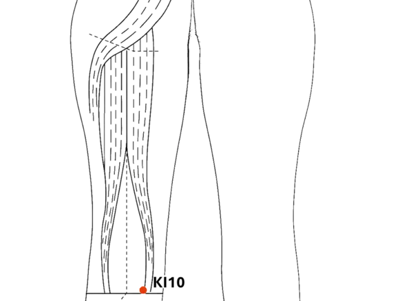 KI-10 - Yin Valley Acupoint Location illustration for Located in the popliteal fossa, medial to BL-40.