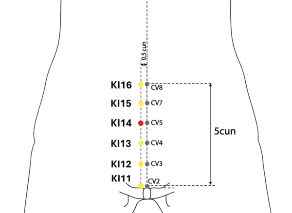 KI-14 - Four Fullnesses Acupoint Location illustration for On the lower abdomen, level with CV-5.