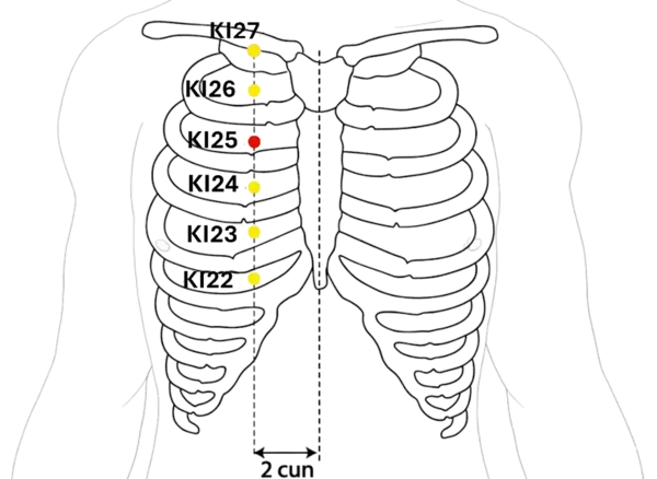 KI-25 - Spirit Storehouse Acupoint Location illustration for On the chest, level with the 2nd intercostal space, lateral to the sternum.