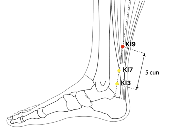 KI-9 - Guest House Acupoint Location illustration for On the medial aspect of the lower leg, midway between KI-3 and the popliteal crease.