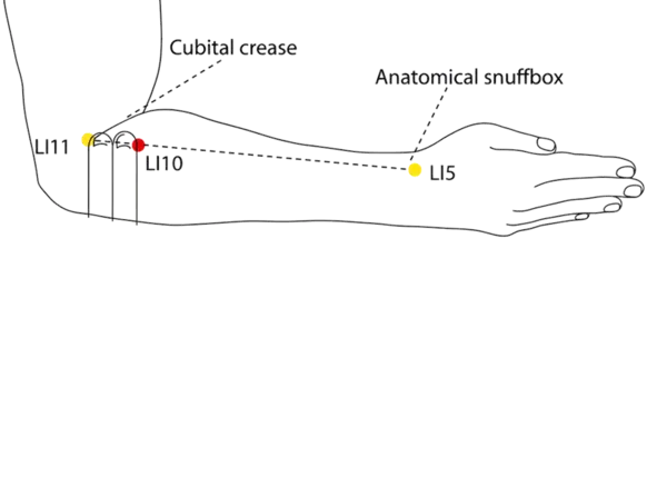 Location illustration for Located on the radial forearm, just below LI-11.