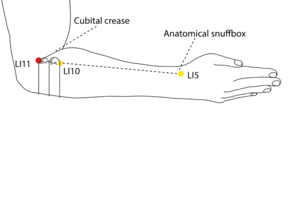 Location illustration for Located at the elbow crease, in a prominent depression when the arm is flexed.