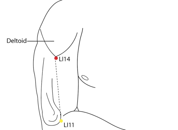 Location illustration for Located on the lateral upper arm, between LI-13 and LI-15.