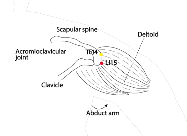 Location illustration for Located at the shoulder joint, in a prominent hollow when the arm is abducted.