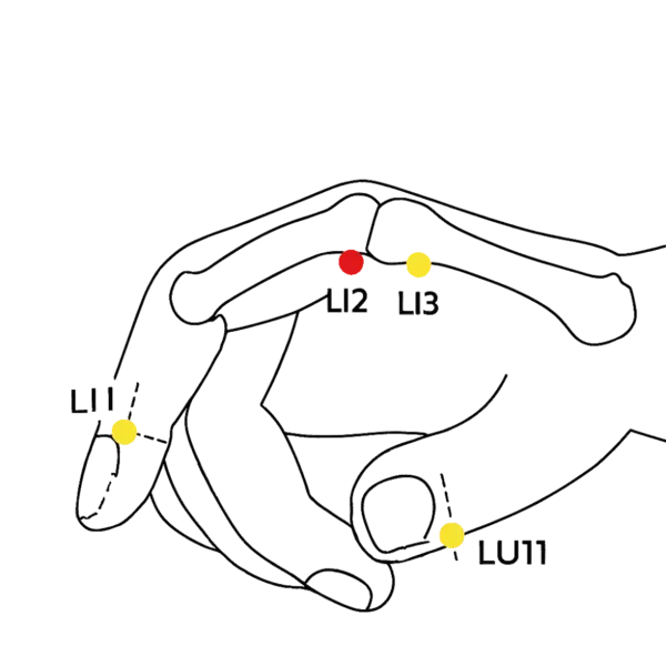 LI-2 - Second Interval Acupoint Location illustration for Located in the depression just distal to the joint, at the border of red and white skin.