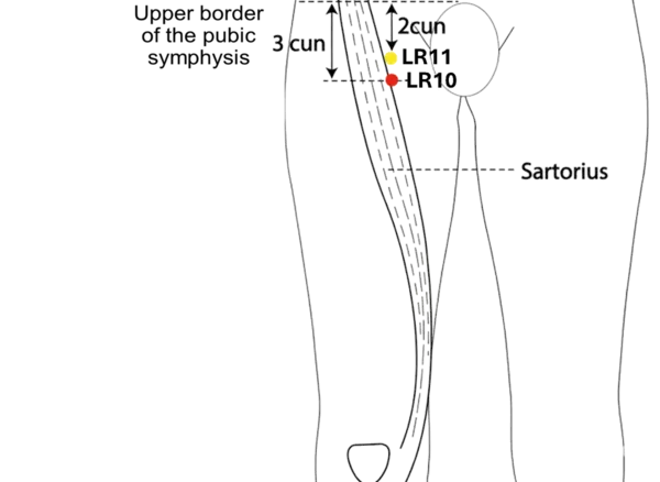 Location illustration for Located on the medial thigh, near the inguinal region.
