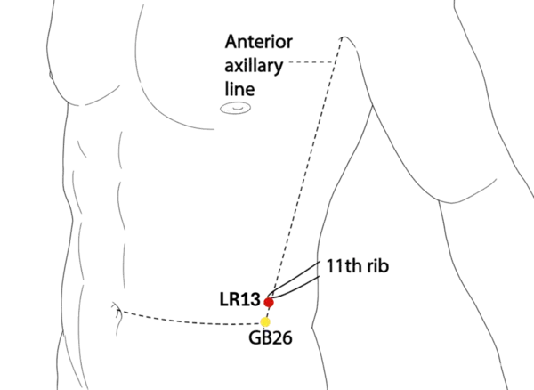LR-13 - Chapter Gate Acupoint Location illustration for Located on the lateral abdomen, at the tip of the 11th rib, in the lower hypochondriac region.