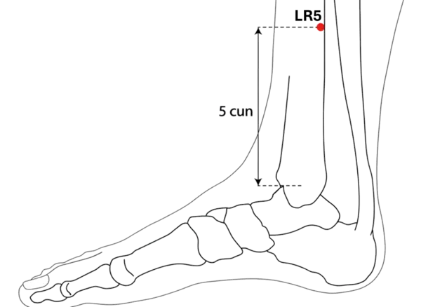 Location illustration for Located on the medial lower leg, along the Liver channel pathway.