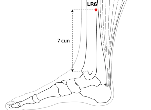 Location illustration for Located on the medial lower leg, midway between LR-5 and LR-7.