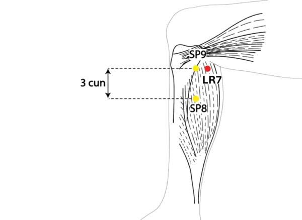 Location illustration for Located near the medial condyle of the tibia, posterior to SP-9.