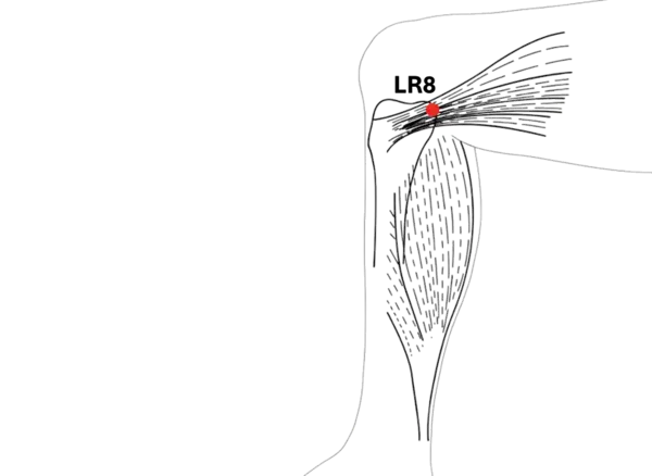 Location illustration for Located at the inner knee crease, in the depression anterior to the hamstring tendons.