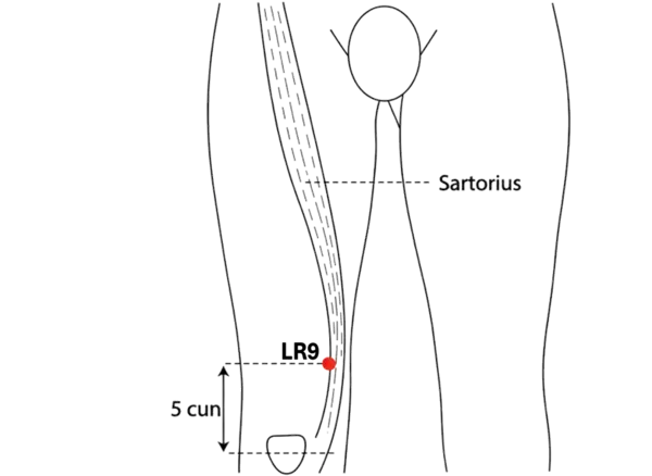 LR-9 - Yin Wrapping Acupoint Location illustration for Located on the medial thigh, in the groove between muscle bellies.