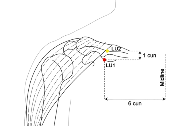 LU-1 - Middle Palace Acupoint Location illustration for Located slightly below the clavicle, lateral to the sternum, in the first intercostal space.