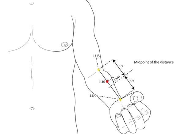 LU-6 - Maximum Opening Acupoint Location illustration for Located on the anterior forearm, between the radius and the muscle belly.