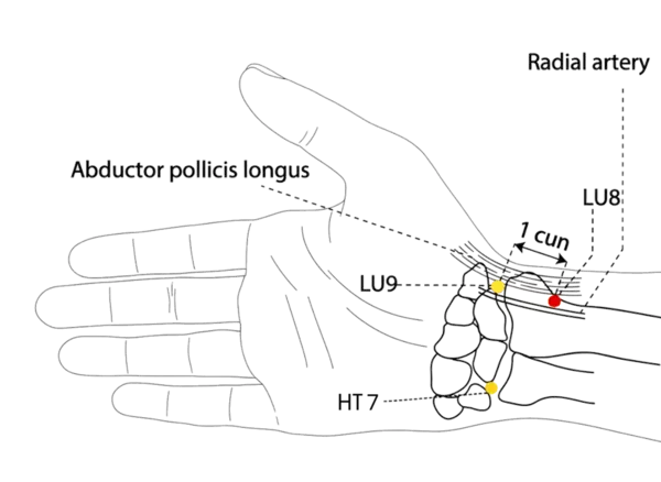 LU-8 - Channel Gutter Acupoint Location illustration for Located on the radial side of the forearm, near the wrist.