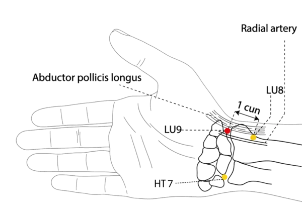 LU-9 - Great Abyss Acupoint Location illustration for Located on the radial side of the wrist, in the hollow beside the artery.