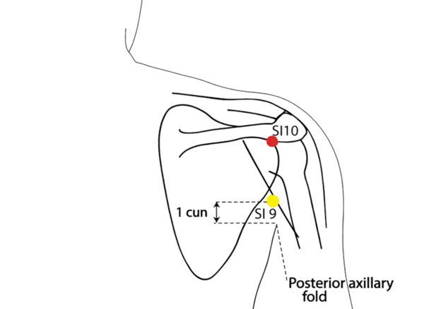 SI-10 - Upper Arm Shu Acupoint Location illustration for Located with the arm adducted, above the posterior axillary fold.