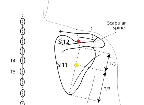 SI-12 - Grasping the Wind Acupoint Location illustration for Located in the depression superior to the scapular spine.