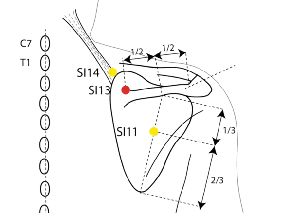 Location illustration for Located in the depression superior to the medial border of the scapula.
