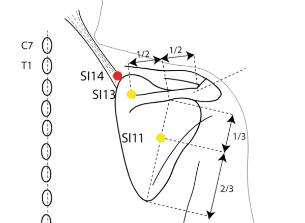 SI-14 - Outer Shoulder Shu Acupoint Location illustration for Located on the upper back, lateral to the spine, at the level of the first thoracic vertebra.