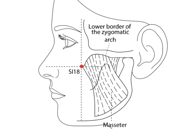 Location illustration for Located on the face, lateral to the nose and below the eye.