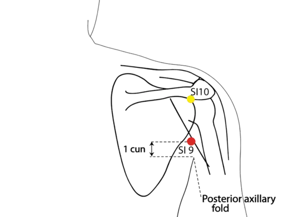 SI-9 - True Shoulder Acupoint Location illustration for Located with the arm adducted, posterior to the shoulder joint.