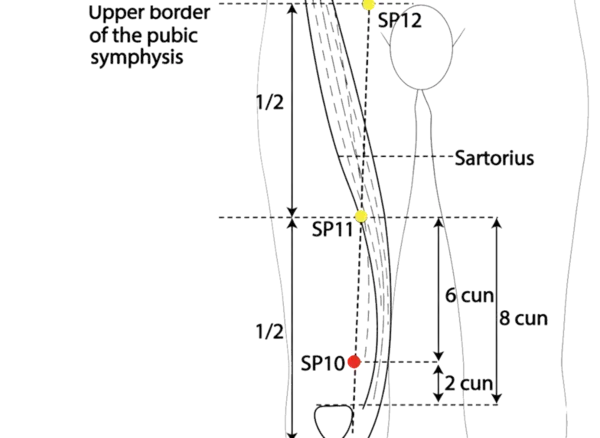 SP-10 - Sea of Blood Acupoint Location illustration for On the medial aspect of the thigh, in a palpable muscular bulge.
