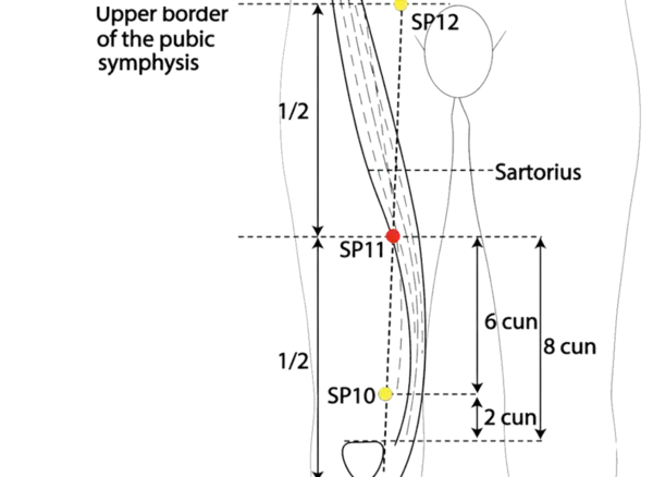 SP-11 - Winnower Gate Acupoint Location illustration for On the medial aspect of the thigh, in a palpable groove.